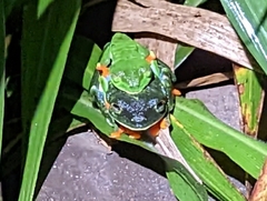 Agalychnis callidryas
