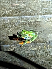 Agalychnis callidryas