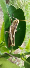 Cyrtacanthacridini