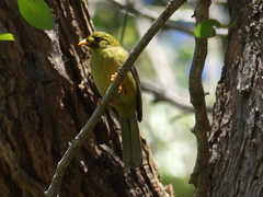 Manorina melanophrys