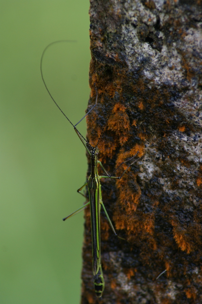 Brizoides nigricornis