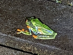 Agalychnis callidryas