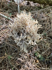 Clavulina coralloides