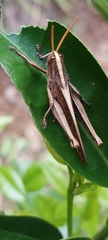 Cyrtacanthacridini