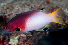 Bodianus axillaris