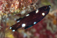 Bodianus axillaris