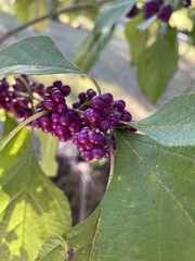 Callicarpa americana