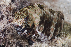 Epinephelus merra
