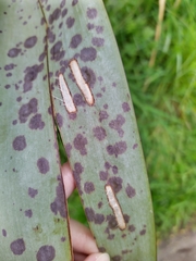 Orthoclydon praefectata