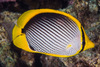Blackback Butterflyfish - Photo (c) François Libert, some rights reserved (CC BY-NC-SA), uploaded by François Libert