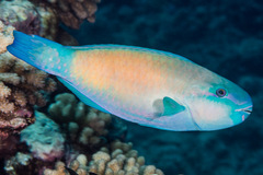 Chlorurus spilurus
