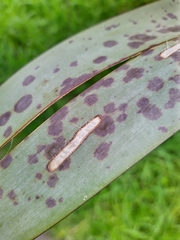 Orthoclydon praefectata