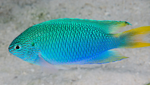 Peacock Damsel