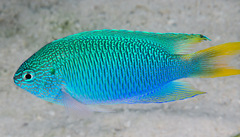 Pomacentrus pavo