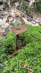 Pseudoclitocybe cyathiformis