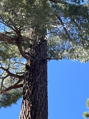 Pinus jeffreyi