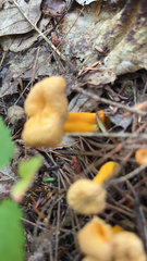 Craterellus tubaeformis