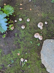 Leucoagaricus barssii