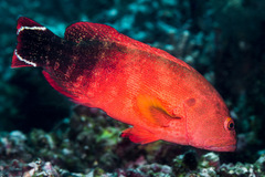 Cephalopholis urodeta