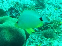 Hypoplectrus unicolor