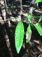 Quercus laurifolia