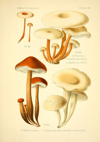 Spindleshank