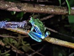 Agalychnis callidryas