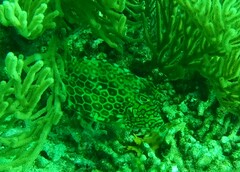 Acanthostracion polygonium