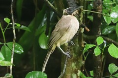 Philemon buceroides yorki