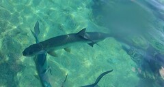 Megalops atlanticus