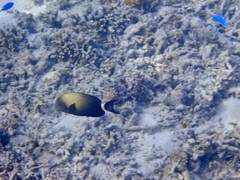 Acanthurus blochii