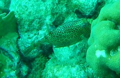 Acanthostracion polygonium