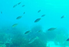 Azurina multilineata