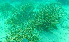 Acropora cervicornis