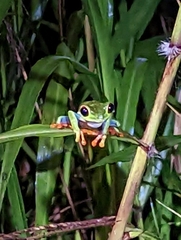 Agalychnis callidryas