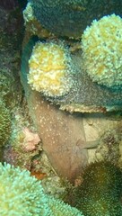 Rypticus saponaceus