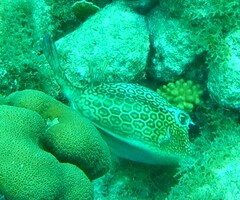 Acanthostracion polygonium