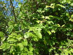 Viburnum recognitum