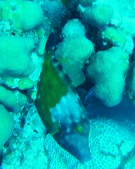 Cantherhines macrocerus