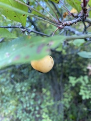 Malus coronaria