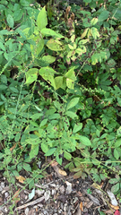 Agrimonia gryposepala