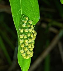 Agalychnis callidryas