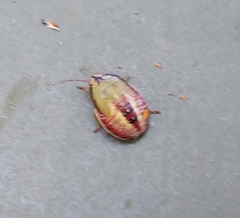 Piezodorus guildinii