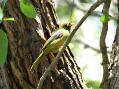 Manorina melanophrys
