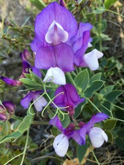 Lathyrus magellanicus