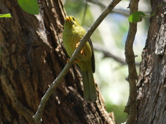 Manorina melanophrys