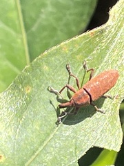 Lixus concavus