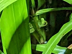 Agalychnis callidryas