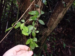 Metrosideros fulgens