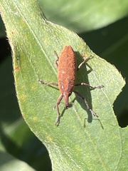 Lixus concavus